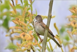 <p>PĚNICE HNĚDOKŘÍDLÁ - sameček (Sylvia communis) /Common whitethroat - Dorngrasmücke/</p>